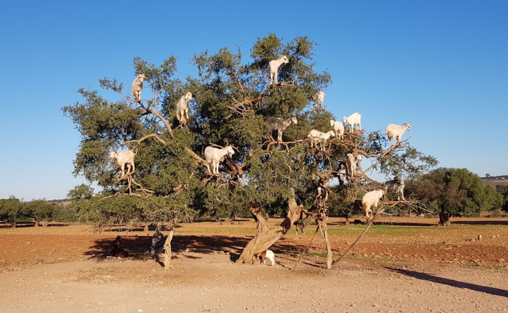 A group of goats climbing an argan tree in the Moroccan countryside under a clear blue sky.
