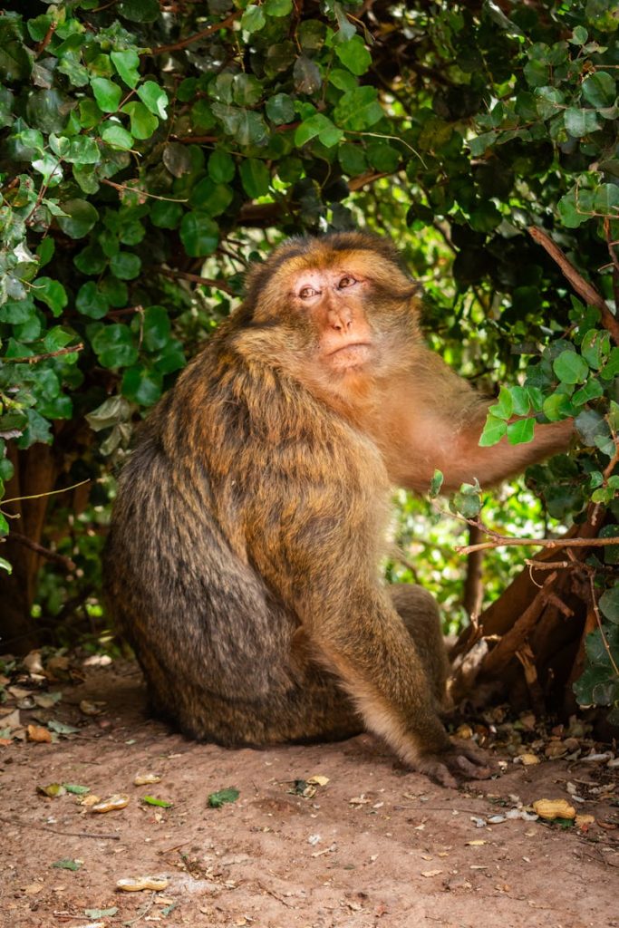 Barbary macaque sitting under lush greenery in Ouzoud, Morocco, showcasing its natural habitat.